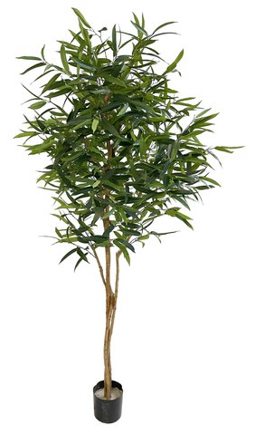 shishi Ficus alii in pot 2 35m