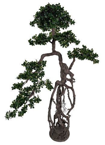 shishi Ficus bonsai on plate 200cm