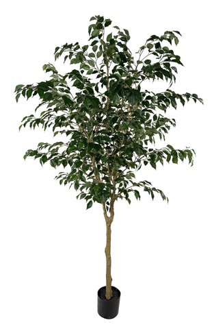 shishi Ficus potted green 230cm
