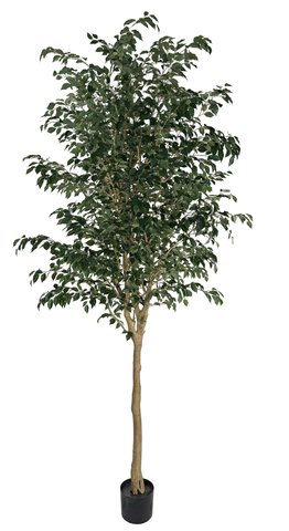 shishi Ficus potted green 300cm