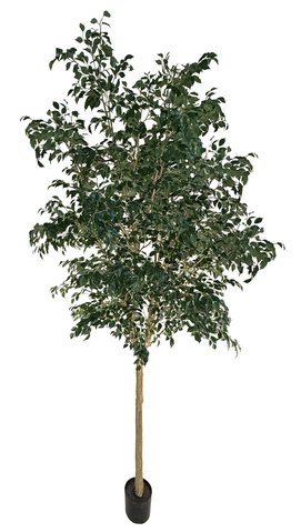 shishi Ficus potted green 360cm