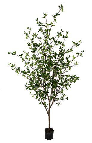 shishi Ficus tree green 2 2m
