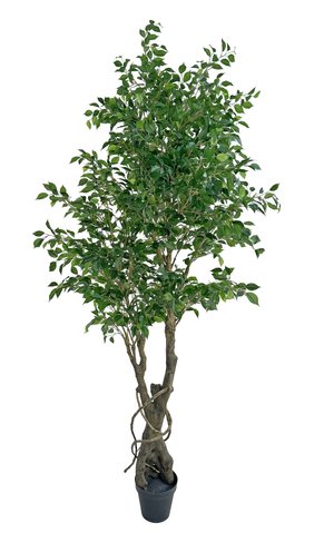 shishi Ficus tree green potted 250cm