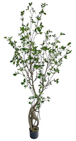 shishi Ficus tree potted 2 1m