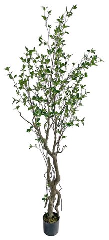 shishi Ficus tree potted 2 5m