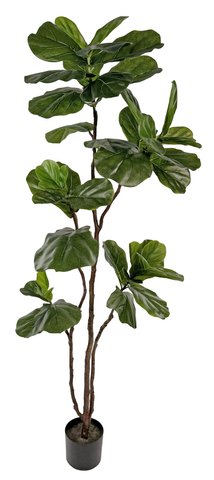 shishi Fiddle leaf potted 1 8m