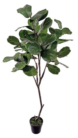shishi Fiddle leaf potted 174cm