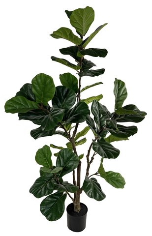 shishi Fiddle leaf potted 183cm
