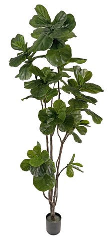 shishi Fiddle leaf potted 2 5m