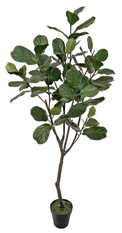 shishi Fiddle leaf potted 205cm