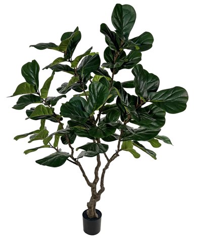 shishi Fiddle leaf potted 230cm