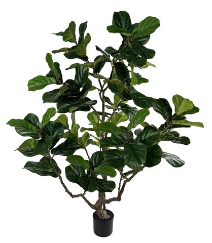 shishi Fiddle leaf potted 240cm
