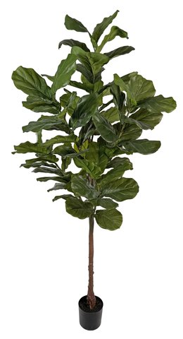 shishi Fiddle tree potted 225cm