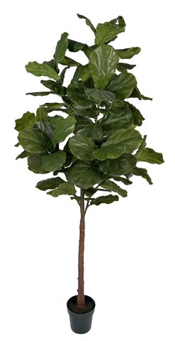 shishi Fiddle tree potted 255cm