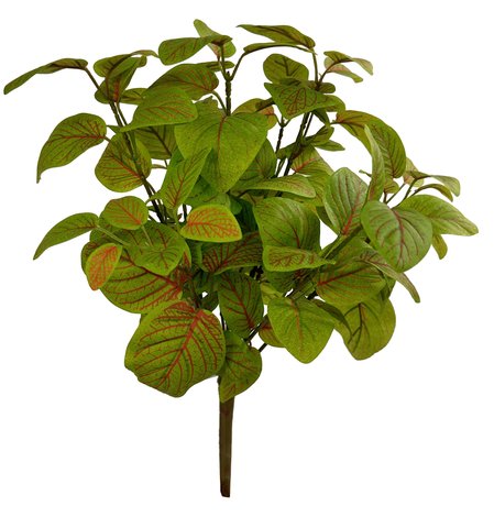 shishi Fittonia bush green red 40cm