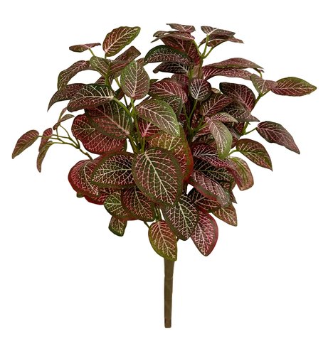 shishi Fittonia bush green white pink 40cm