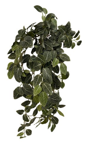 shishi Fittonia hanging bush green white 80cm