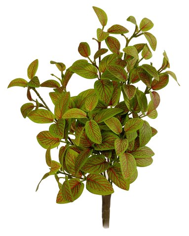 shishi Fittonia mini bush green red 30cm
