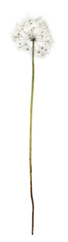 shishi Flowering grass cream 110cm