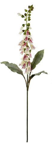 shishi Foxglove cream-purple 100cm