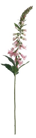 shishi Foxglove lt pink 96cm