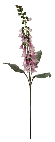 shishi Foxglove pink 100cm