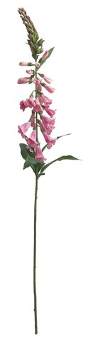 shishi Foxglove pink 96cm
