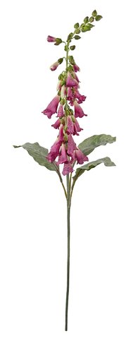 shishi Foxglove purple 100cm