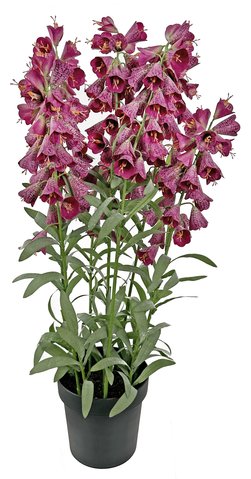 shishi Fritillaria plant purple in black pot h95cm