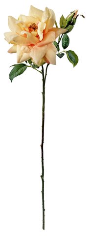 shishi Garden rose 1 open flower & 1bud peach 6