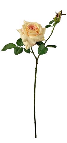 shishi Garden rose 1flower & 1bud peach 66cm