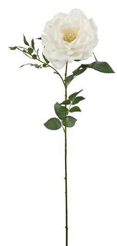 shishi Garden rose full open cream 96 5cm