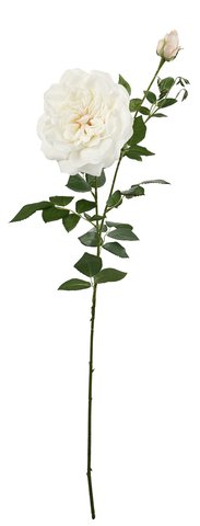 shishi Garden rose open cream 102 5cm