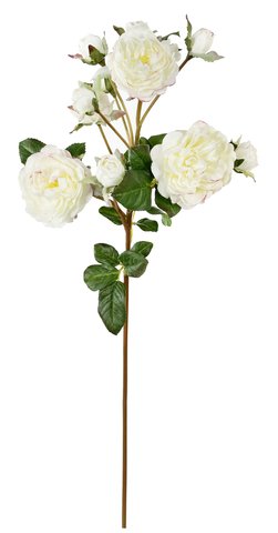 shishi Garden rose pick cream with pink touch 52cm