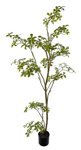 shishi Gardenia tree potted green 170cm