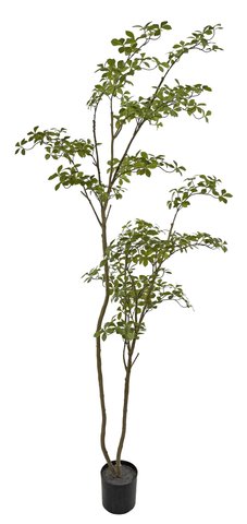 shishi Gardenia tree potted green 245cm