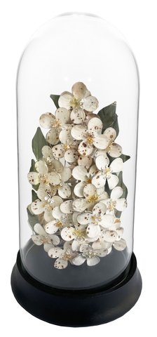 shishi Glass dome with metal blossom antique wh