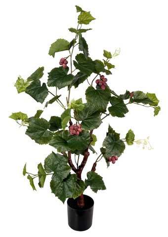 shishi Grape potted with grapes 95cm