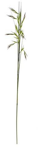 shishi Grass flowering green 135cm
