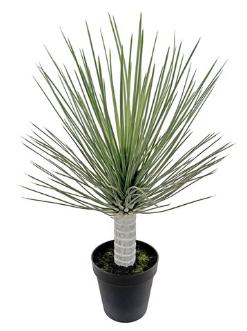 shishi Hedgehog grass potted 96cm