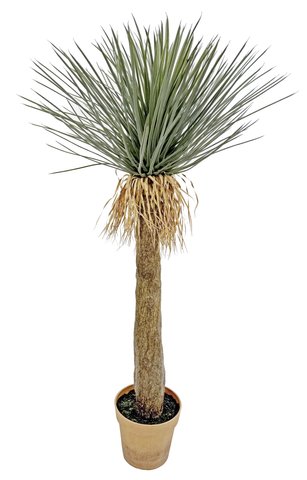 shishi Hedgehog grass tall stem potted 120cm