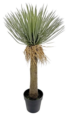 shishi Hedgehog grass tall stem potted 97cm