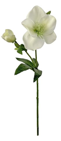 shishi Helleborus cream 35cm