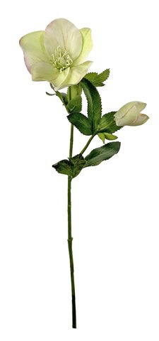 shishi Helleborus green 35cm