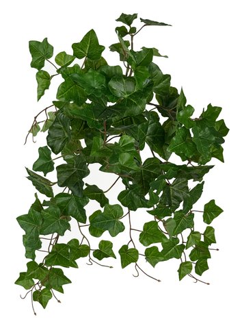 shishi Ivy bush green 50cm UV PROof