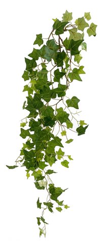 shishi Ivy vine 127cm