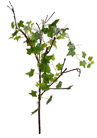 shishi Ivy vine 94cm