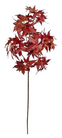 shishi Japanese maple red 96cm