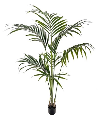 shishi Kentia palm potted 1 6m (K/D PACKING) U