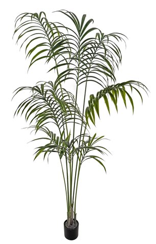 shishi Kentia palm potted 1 9m (K/D PACKING) U
